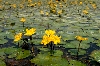 습지 생물 - 노랑어리연꽃 대표이미지